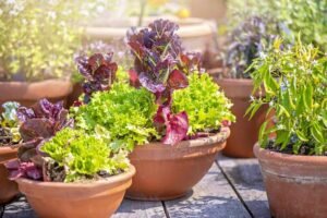 Herb Gardening at Home 2026: Best Herbs to Grow and Complete Guide for Beginners